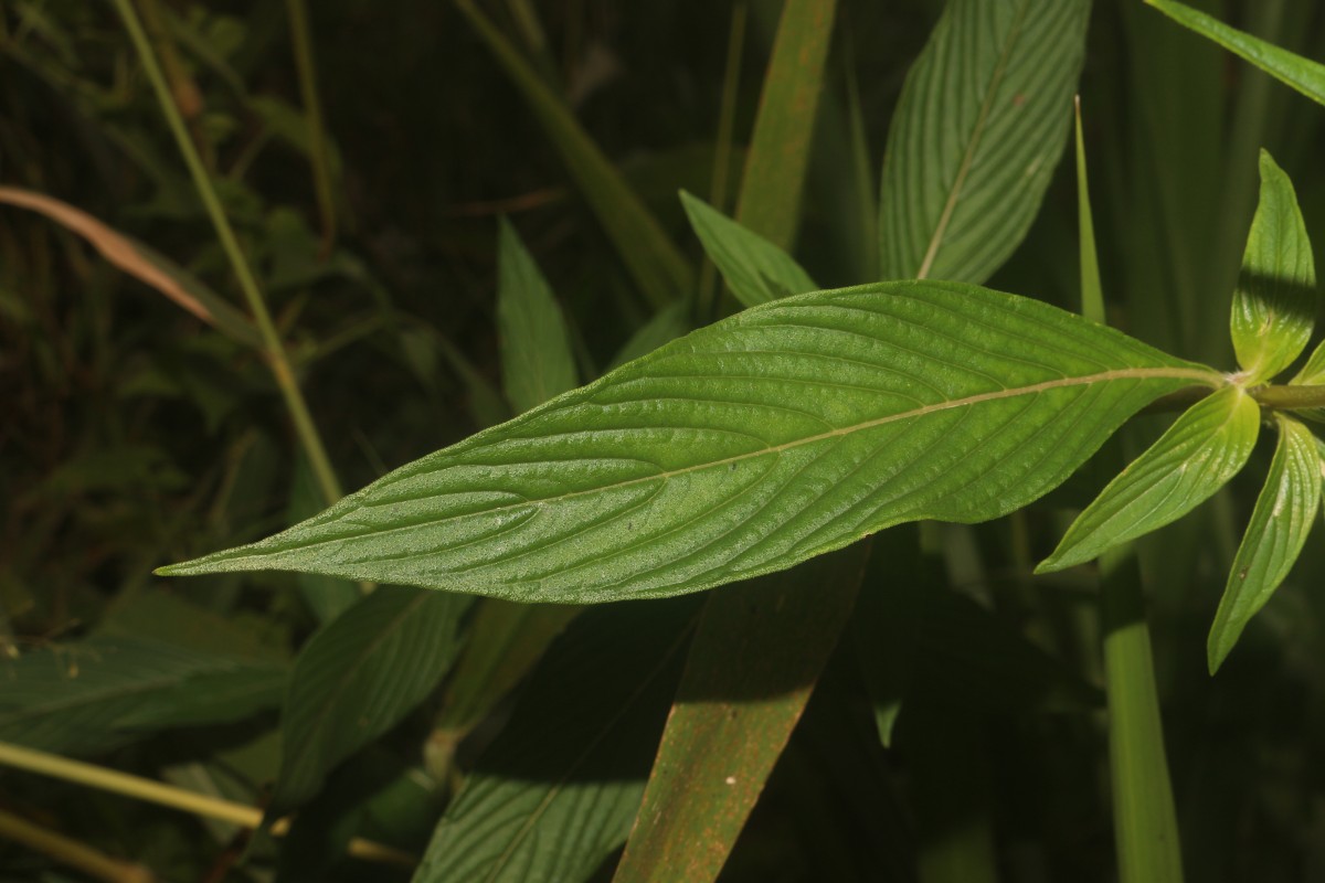 Knoxia sumatrensis (Retz.) DC.
